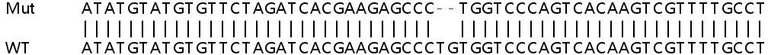 Sanger Sequencing - Human NRG4 knockout HeLa cell lysate (AB258546)