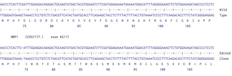 Next Generation Sequencing - Human NRP1 knockout A549 cell line (AB269507)