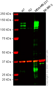 Western blot - Human NRP1 knockout A549 cell lysate (AB269669)
