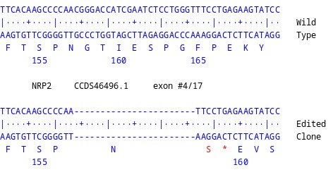 Next Generation Sequencing - Human NRP2 knockout U-87 MG cell line (AB306847), expandable thumbnail