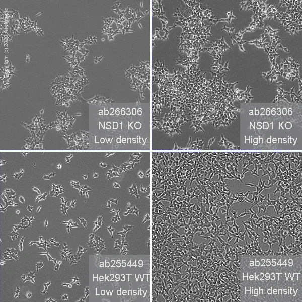 Cell Culture - Human NSD1 (KMT3B) knockout HEK-293T cell line (AB266306)
