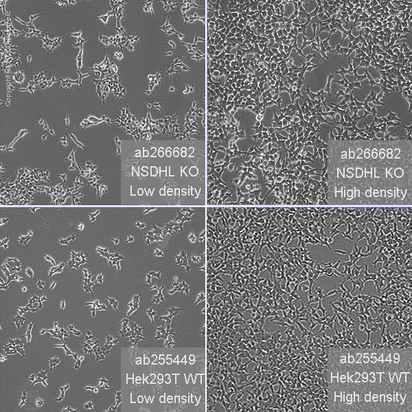 Cell Culture - Human NSDHL knockout HEK-293T cell line (AB266682)
