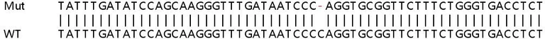 Sanger Sequencing - Human NSDHL knockout HEK-293T cell line (AB266682)