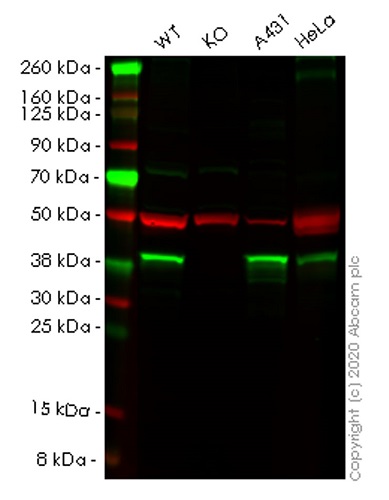 Western blot - Human NSDHL knockout HEK-293T cell lysate (AB258082)