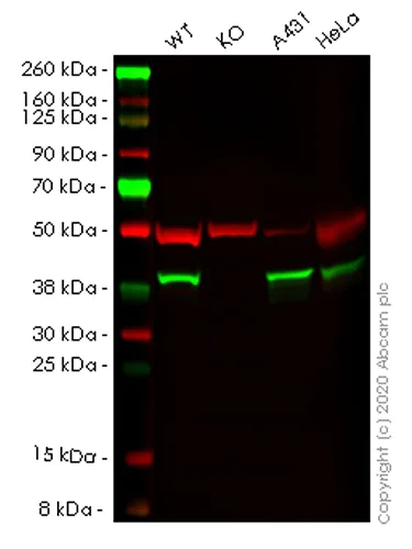 Western blot - Human NSDHL knockout HEK-293T cell lysate (AB258082)