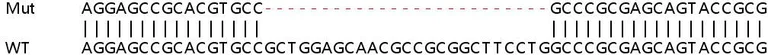 Sanger Sequencing - Human NT5C knockout HEK-293T cell line (AB266740)