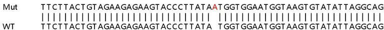 Sanger Sequencing - Human NT5C3A (PN-I) knockout A549 cell lysate (AB259006)