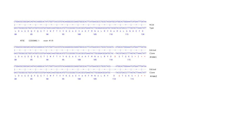 Next Generation Sequencing - Human NT5E knockout A-431 cell line (AB261895)
