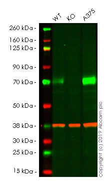 Western blot - Human NT5E knockout A-431 cell lysate (AB261704)