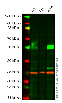 Western blot - Human NT5E knockout A-431 cell lysate (AB261704), expandable thumbnail