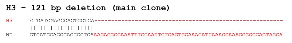 Sanger Sequencing - Human NT5E knockout A375 cell lysate (AB282943), expandable thumbnail