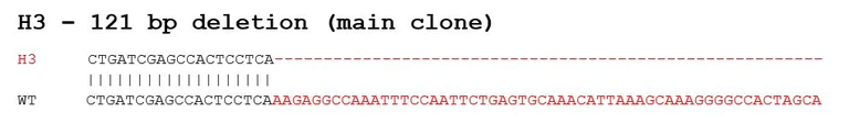 Sanger Sequencing - Human NT5E knockout A375 cell lysate (AB282943)