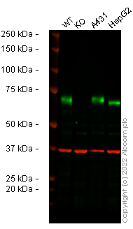 Western blot - Human NT5E knockout A375 cell lysate (AB282943), expandable thumbnail
