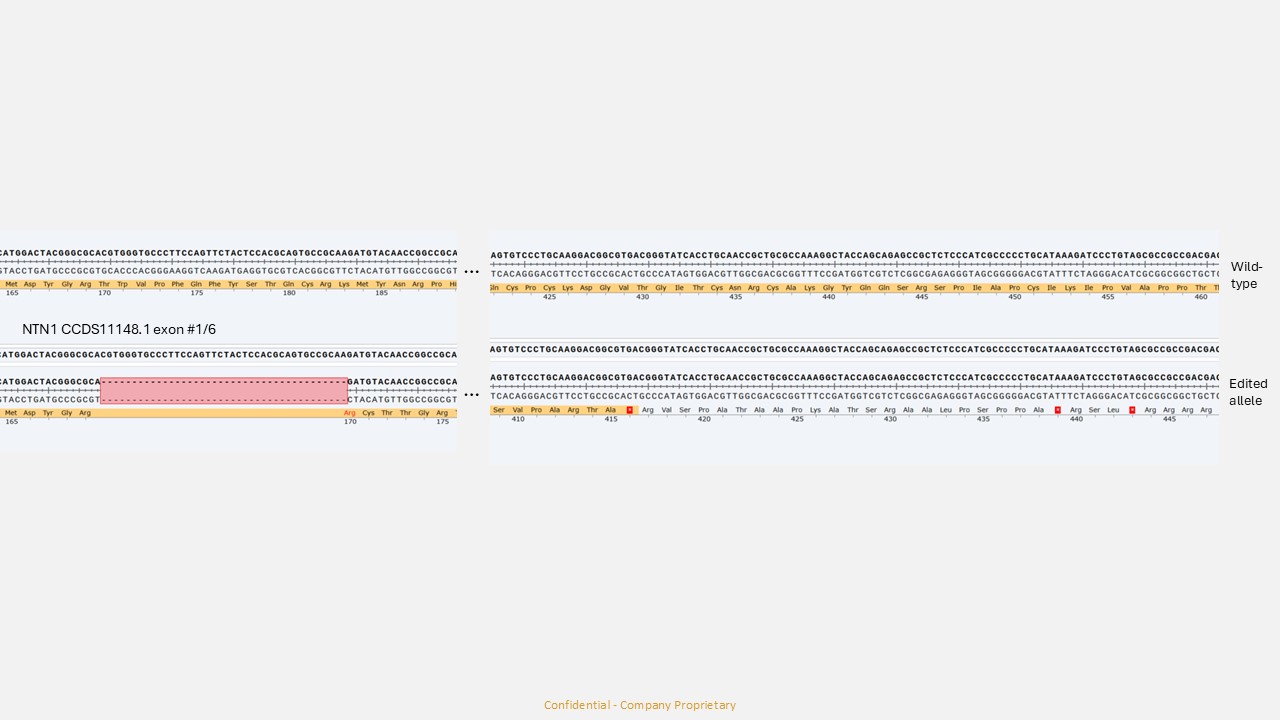 Next Generation Sequencing - Human NTN1 knockout MCF7 cell line (AB323856), expandable thumbnail