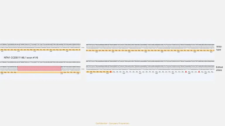 Next Generation Sequencing - Human NTN1 knockout MCF7 cell line (AB323856)