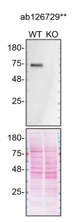 Western blot - Human NTN1 knockout MCF7 cell line (AB323856)
