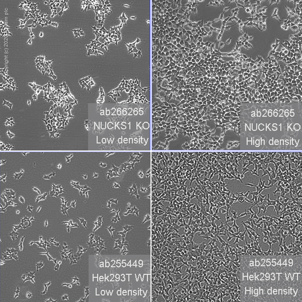 Cell Culture - Human NUCKS1 knockout HEK-293T cell line (AB266265)