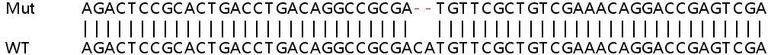 Sanger Sequencing - Human NUCKS1 knockout HEK-293T cell lysate (AB258085)