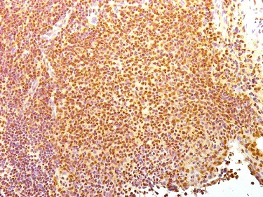Immunohistochemistry (Frozen sections) - Anti-Human Nuclear Antigen antibody [235-1] (AB191181)