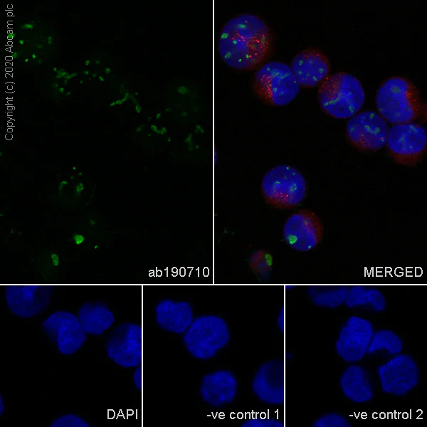 Immunocytochemistry/ Immunofluorescence - Anti-Human Nucleoli antibody [NM95] - BSA and Azide free (AB234031)