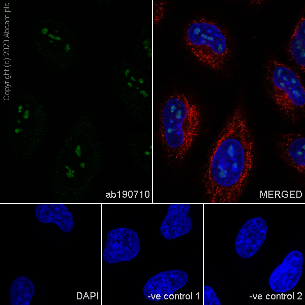 Immunocytochemistry/ Immunofluorescence - Anti-Human Nucleoli antibody [NM95] - BSA and Azide free (AB234031)