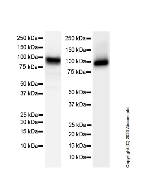 Western blot - Anti-Human Nucleoli antibody [NM95] - BSA and Azide free (AB234031)