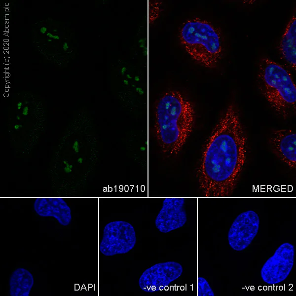 Immunocytochemistry/ Immunofluorescence - Anti-Human Nucleoli antibody [NM95] - Nucleolar Marker (AB190710)