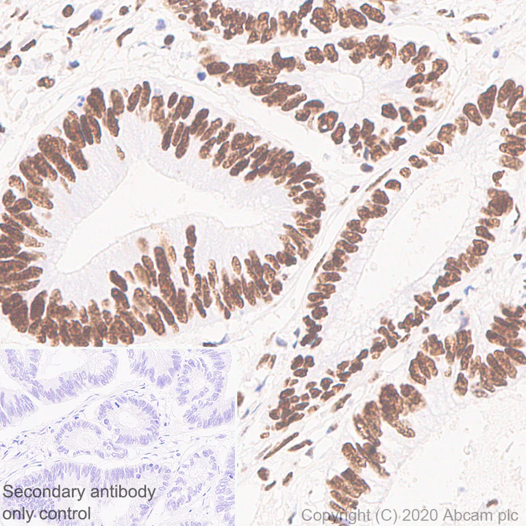 Immunohistochemistry (Formalin/PFA-fixed paraffin-embedded sections) - Anti-Human Nucleoli antibody [NM95] - Nucleolar Marker (AB190710)