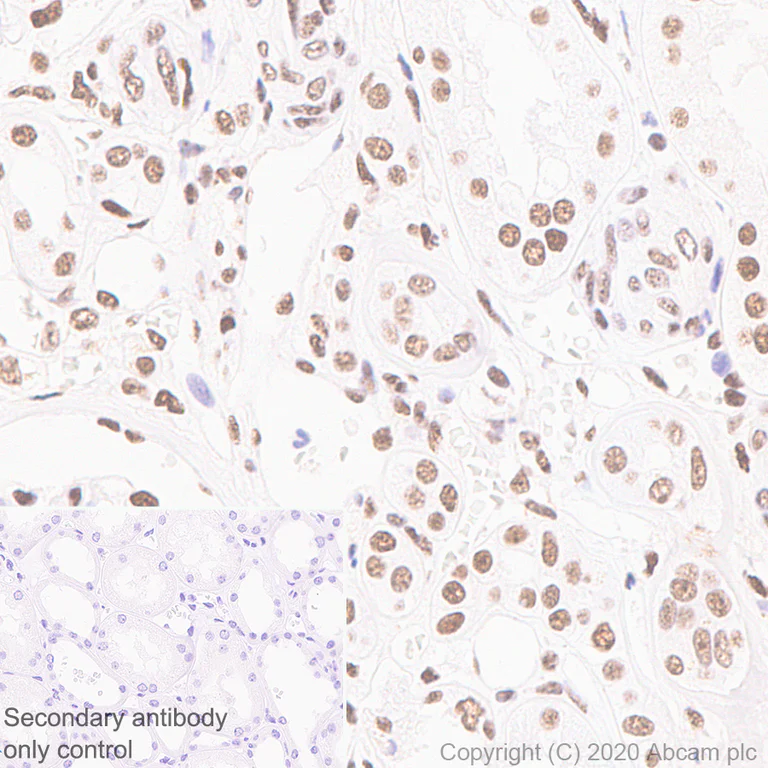 Immunohistochemistry (Formalin/PFA-fixed paraffin-embedded sections) - Anti-Human Nucleoli antibody [NM95] - Nucleolar Marker (AB190710)