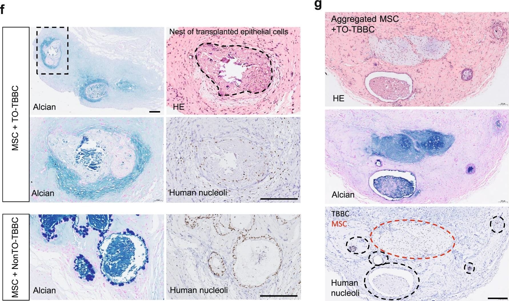 Immunohistochemistry - Anti-Human Nucleoli antibody [NM95] - Nucleolar Marker (AB190710)