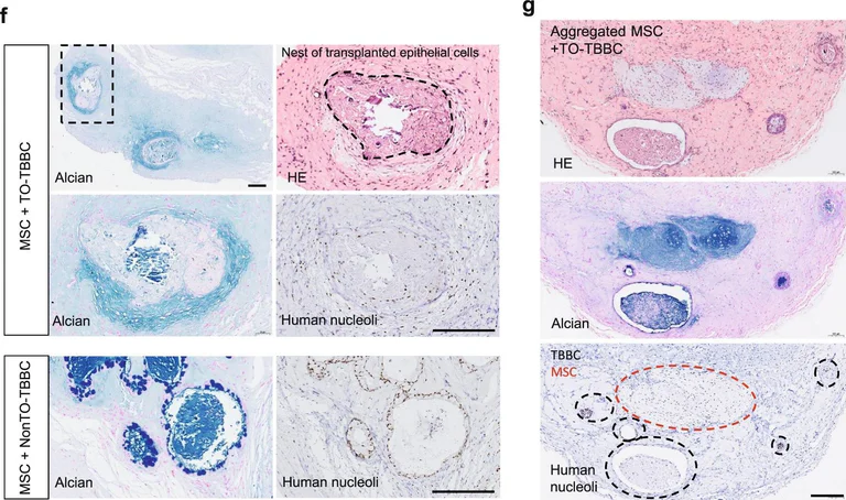 Immunohistochemistry - Anti-Human Nucleoli antibody [NM95] - Nucleolar Marker (AB190710)