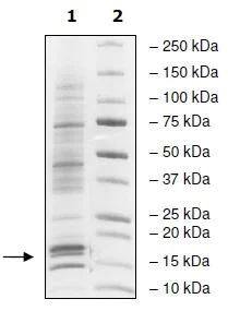 SDS-PAGE - Human Nucleosome protein (AB271797)