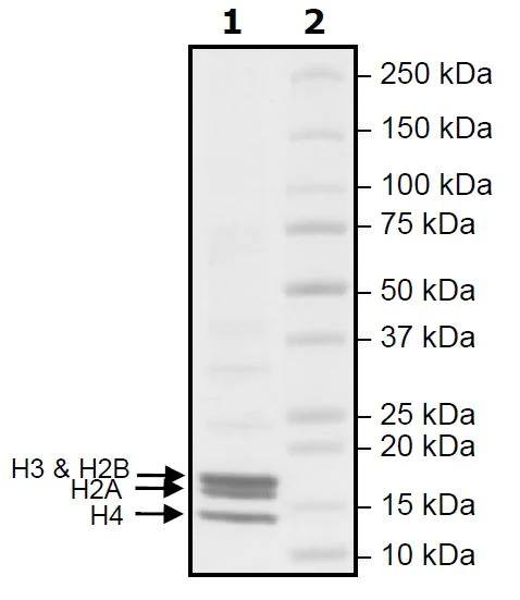 SDS-PAGE - Human Nucleosome protein (AB271798)
