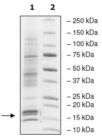 SDS-PAGE - Human Nucleosome protein (Tag Free) (AB271797)