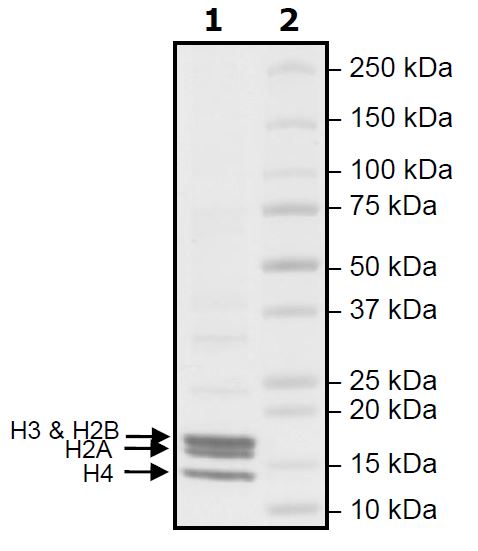 SDS-PAGE - Human Nucleosome protein (Tag Free) (AB271798)