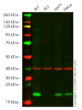 Western blot - Human NUDT1 (MTH1) knockout HEK-293T cell line (AB266400)