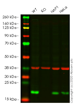 Western blot - Human NUDT1 (MTH1) knockout HEK-293T cell line (AB266400)