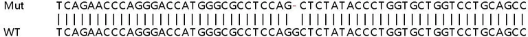 Sanger Sequencing - Human NUDT1 (MTH1) knockout HEK-293T cell lysate (AB257565)