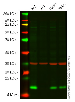 Western blot - Human NUDT1 (MTH1) knockout HEK-293T cell lysate (AB257565)