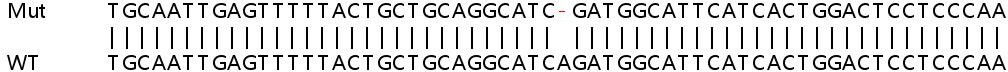 Sanger Sequencing - Human NUDT2 knockout HeLa cell line (AB265752), expandable thumbnail