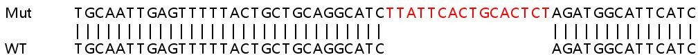 Sanger Sequencing - Human NUDT2 knockout HeLa cell line (AB265752), expandable thumbnail