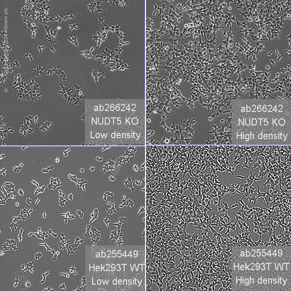 Cell Culture - Human NUDT5 knockout HEK-293T cell line (AB266242), expandable thumbnail