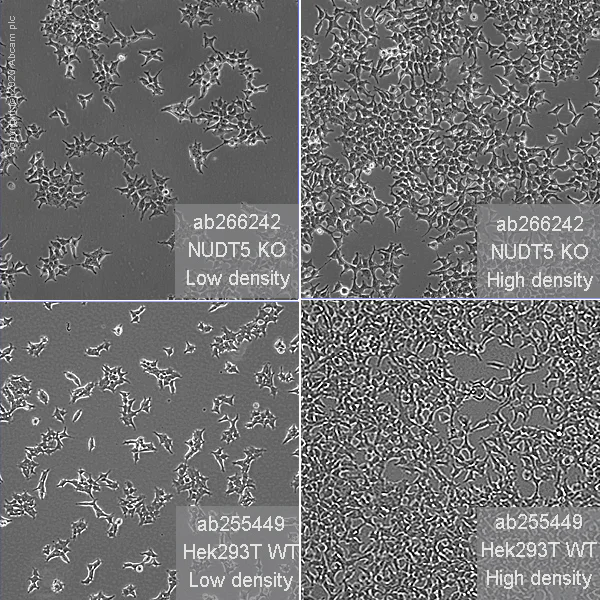 Cell Culture - Human NUDT5 knockout HEK-293T cell line (AB266242)