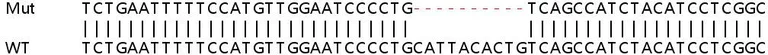 Sanger Sequencing - Human NUP153 knockout HeLa cell lysate (AB257566)