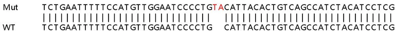 Sanger Sequencing - Human NUP153 knockout HeLa cell lysate (AB257566)