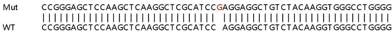 Sanger Sequencing - Human NUP210 (GP210) knockout HEK-293T cell lysate (AB258549)