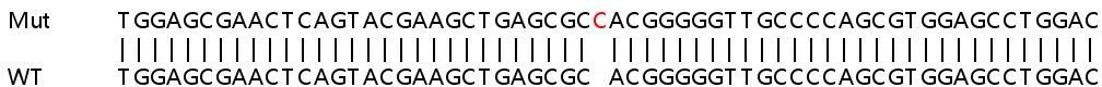 Sanger Sequencing - Human OAS1 knockout A549 cell line (AB267107), expandable thumbnail