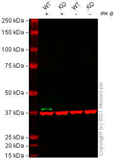 Western blot - Human OAS1 knockout A549 cell line (AB267107), expandable thumbnail