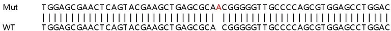 Sanger Sequencing - Human OAS1 knockout A549 cell line (AB267108)