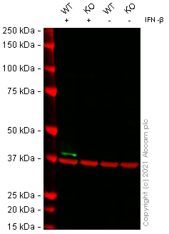 Western blot - Human OAS1 knockout A549 cell line (AB267108), expandable thumbnail